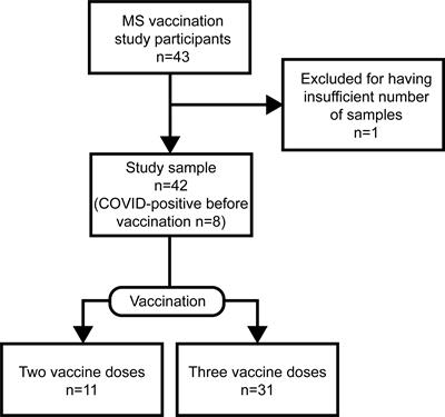 Immune response to SARS-CoV-2 mRNA vaccination in multiple sclerosis patients after rituximab treatment interruption